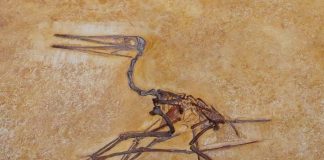 Dinozaurul Pterodactylus, un zburător carnivor