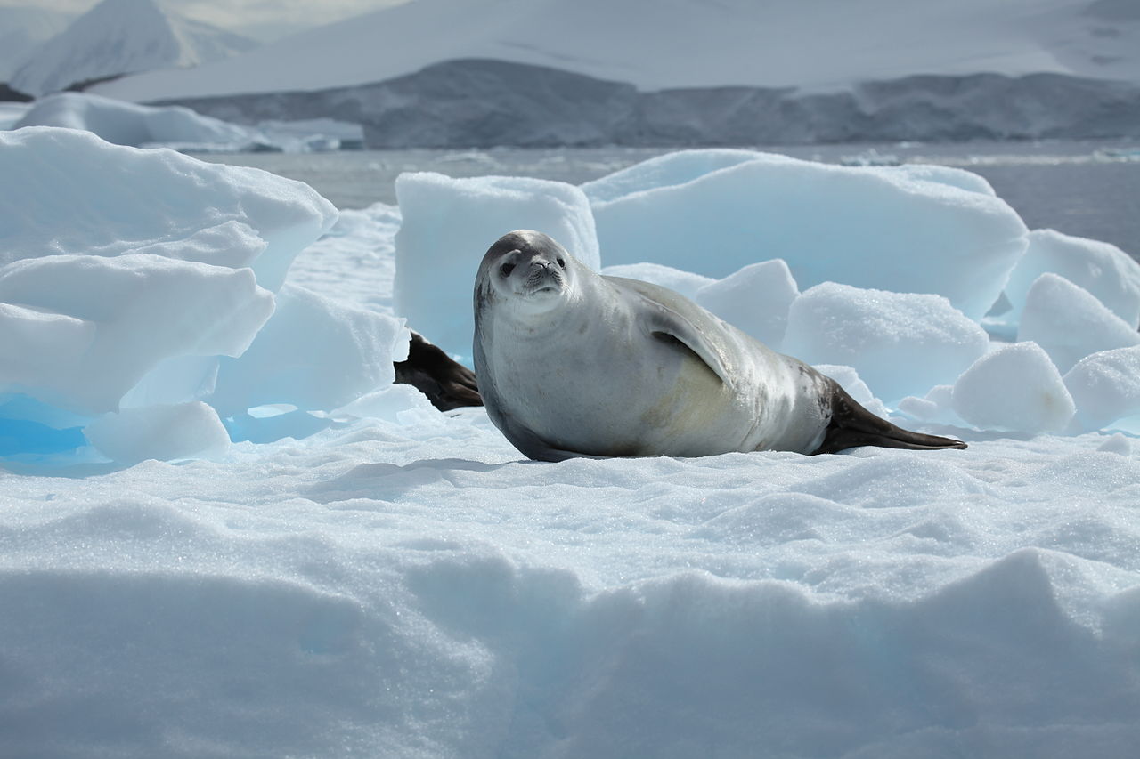 Foca mâncătoare de crabi (Lobodon carcinophagus), o specie din Antarctica