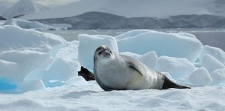 Foca mâncătoare de crabi (Lobodon carcinophagus), o specie din Antarctica