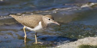 Fugaciul pătat (Actitis macularia), o pasăre migratoare