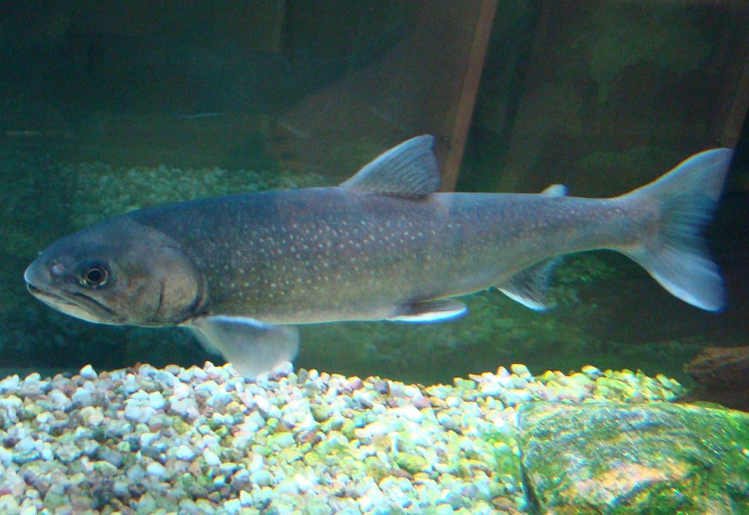 Fântănelul (Salvelinus alpinus), un paște răpitor de apă dulce Fântănelul (Salvelinus alpinus), un paște răpitor de apă dulce