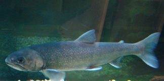 Fântănelul (Salvelinus alpinus), un paște răpitor de apă dulce