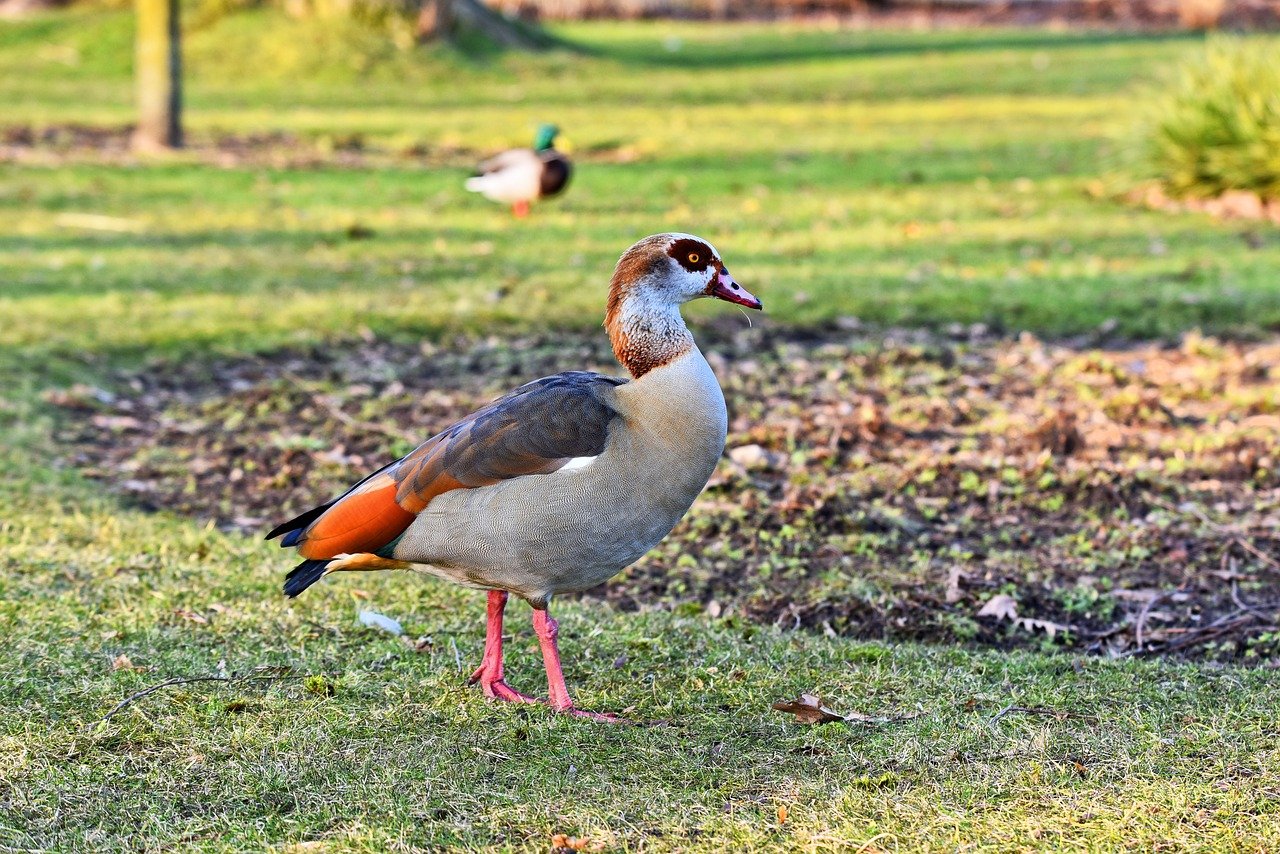 Gâsca de Nil (Alopochen aegyptiaca), o pasăre acvatică din Valea Nilului