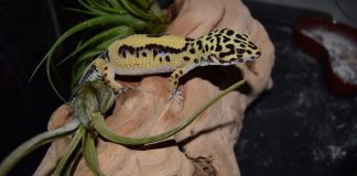 Gecko-leopard (Eublepharis macularius), are coada groasă