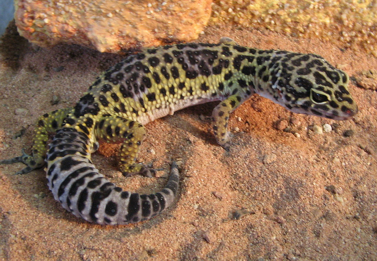 Gecko-leopard