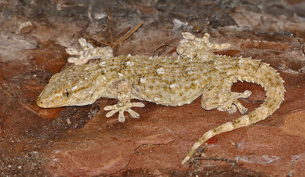 Gecko maur (Tarentola mauretanica), șopârla insectivoră