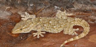 Gecko maur (Tarentola mauretanica), șopârla insectivoră