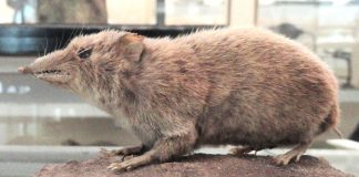 Gimnura mică (Hylomys suillus), o specie de mamifere din regiunile tropicale
