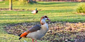Gâsca de Nil (Alopochen aegyptiaca), o pasăre acvatică din Valea Nilului