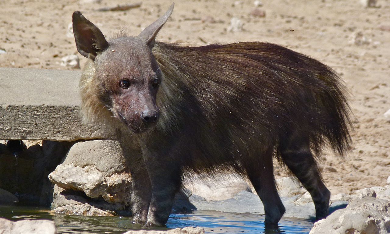 Hiena brună (Parahyaena brunnea), o specie din Africa de Sud