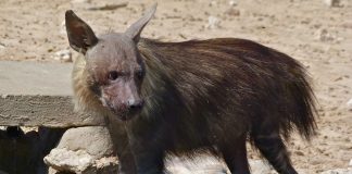 Hiena brună (Parahyaena brunnea), o specie din Africa de Sud