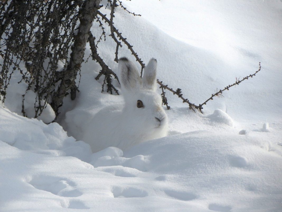 Iepurele arctic (Lepus arcticus), ara blana albă pe întregul corp