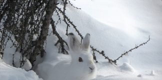 Iepurele arctic (Lepus arcticus), ara blana albă pe întregul corp