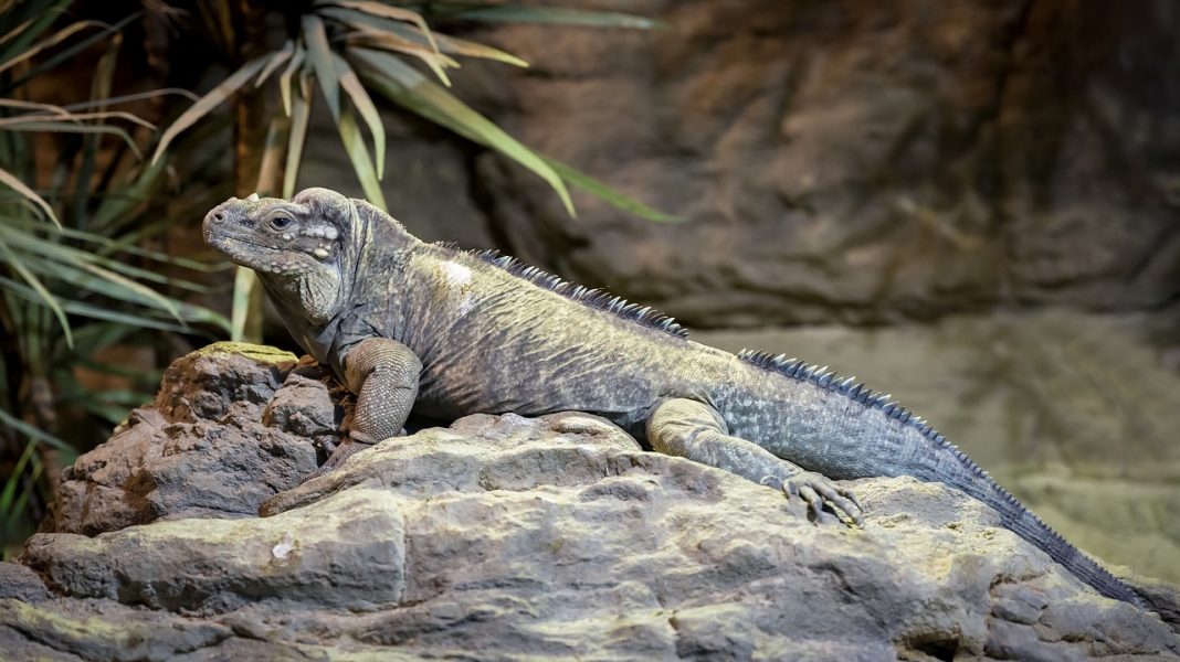 Iguana-rinocer (Cyclura cornuta) din Caraibe, află totul despre această specie
