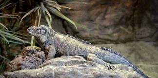 Iguana-rinocer (Cyclura cornuta) din Caraibe, află totul despre această specie