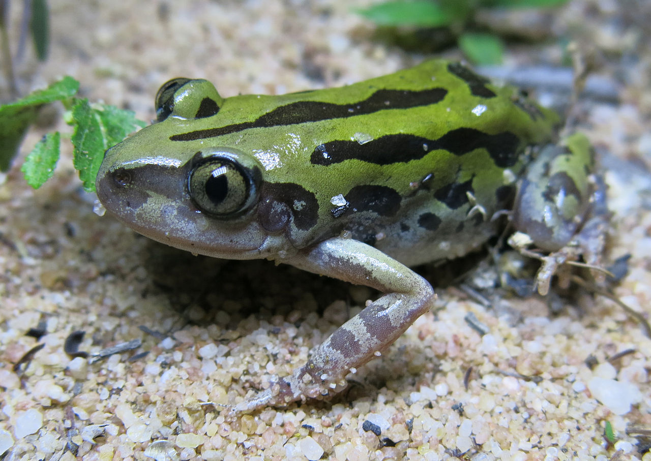 Kassina senegaleză (Kassina senegalensis), o specie de broaște din Africa