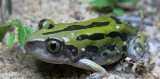 Kassina senegaleză (Kassina senegalensis), o specie de broaște din Africa