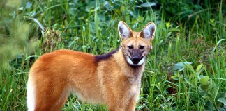 Lupul cu coamă (Chrysocyon brachyurus), un animal de pradă