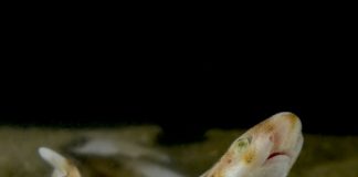 Micul rechin-pisică pătat (Scyliorhinus canicula), află totul despre această specie