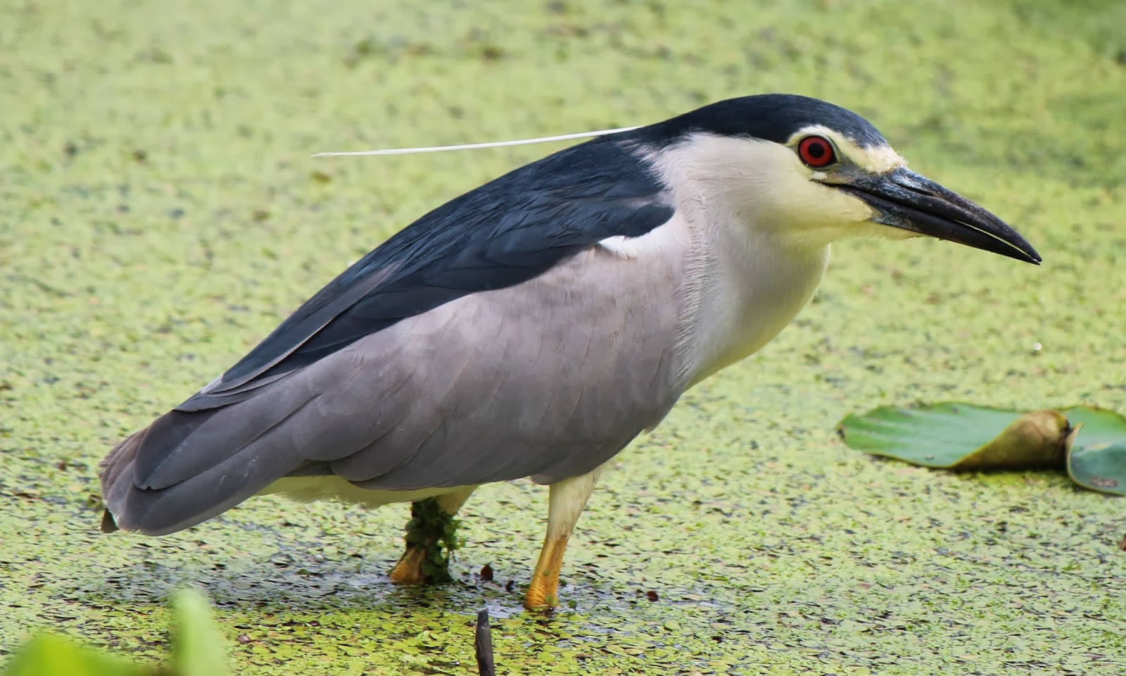 Nycticorax nycticorax, Foto: milimiteeselputomundo.blogspot.com