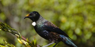 Pasărea tui (Prosthemadera novaeseelandiae) din Noua Zeelanda