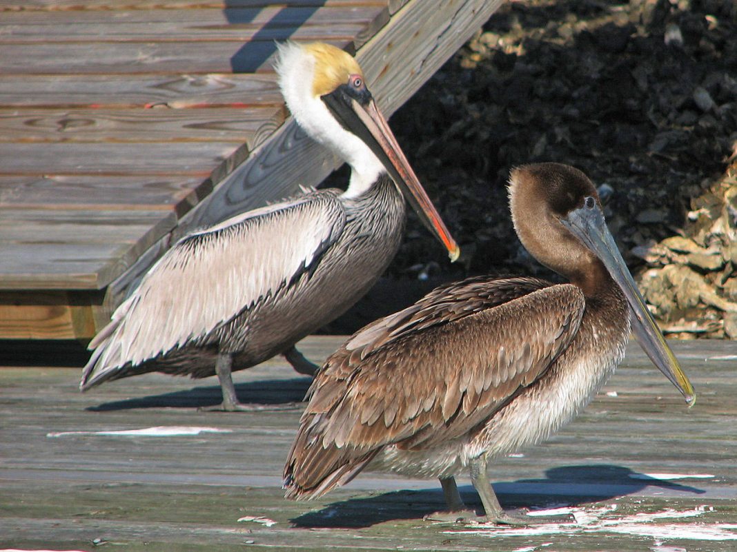 Pelicanul brun (Pelecanus occidentalis), cea mai mică specie de pelicani Pelicanul brun (Pelecanus occidentalis), cea mai mică specie de pelicani