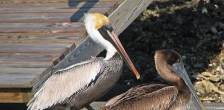 Pelicanul brun (Pelecanus occidentalis), cea mai mică specie de pelicani