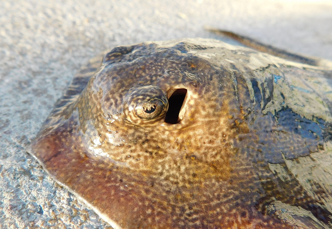 Pisica de mare rotundă (Urolophus halleri), o specie comună în oceanul Pacific