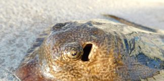 Pisica de mare rotundă (Urolophus halleri), o specie comună în oceanul Pacific