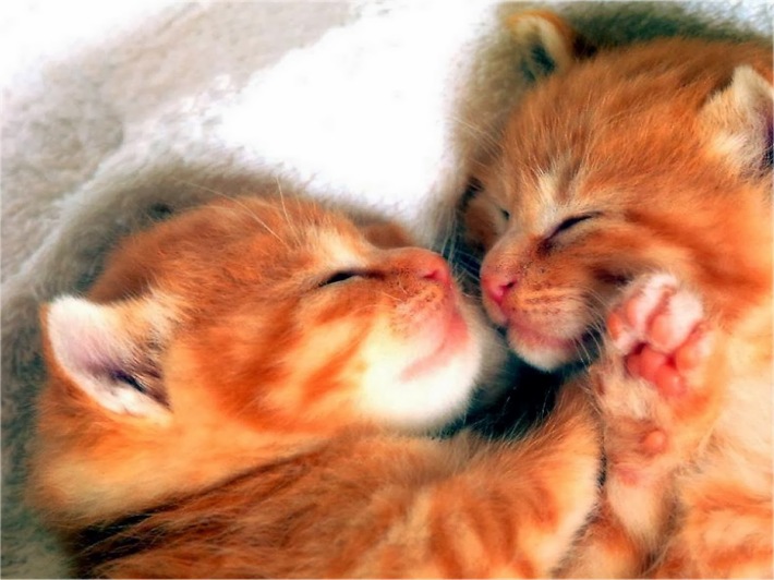 Pisicute, Foto: plus.google.com