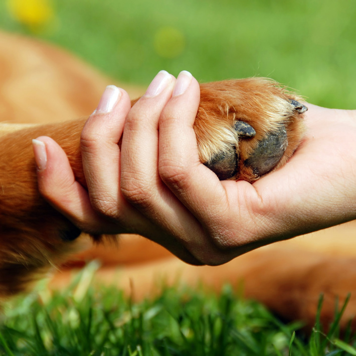 Prietenia dintre om si animalul de companie, Foto: femside.com