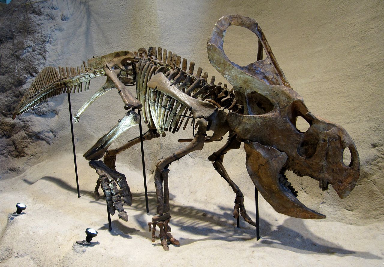 Protoceratops