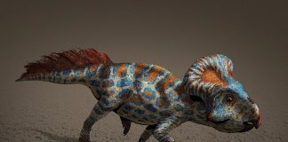 Protoceratops, dinozaurul erbivor descoperit în Mongolia