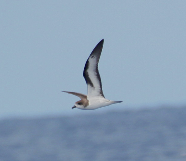 Pterodroma cahow, Foto: animal4u.wordpress.com