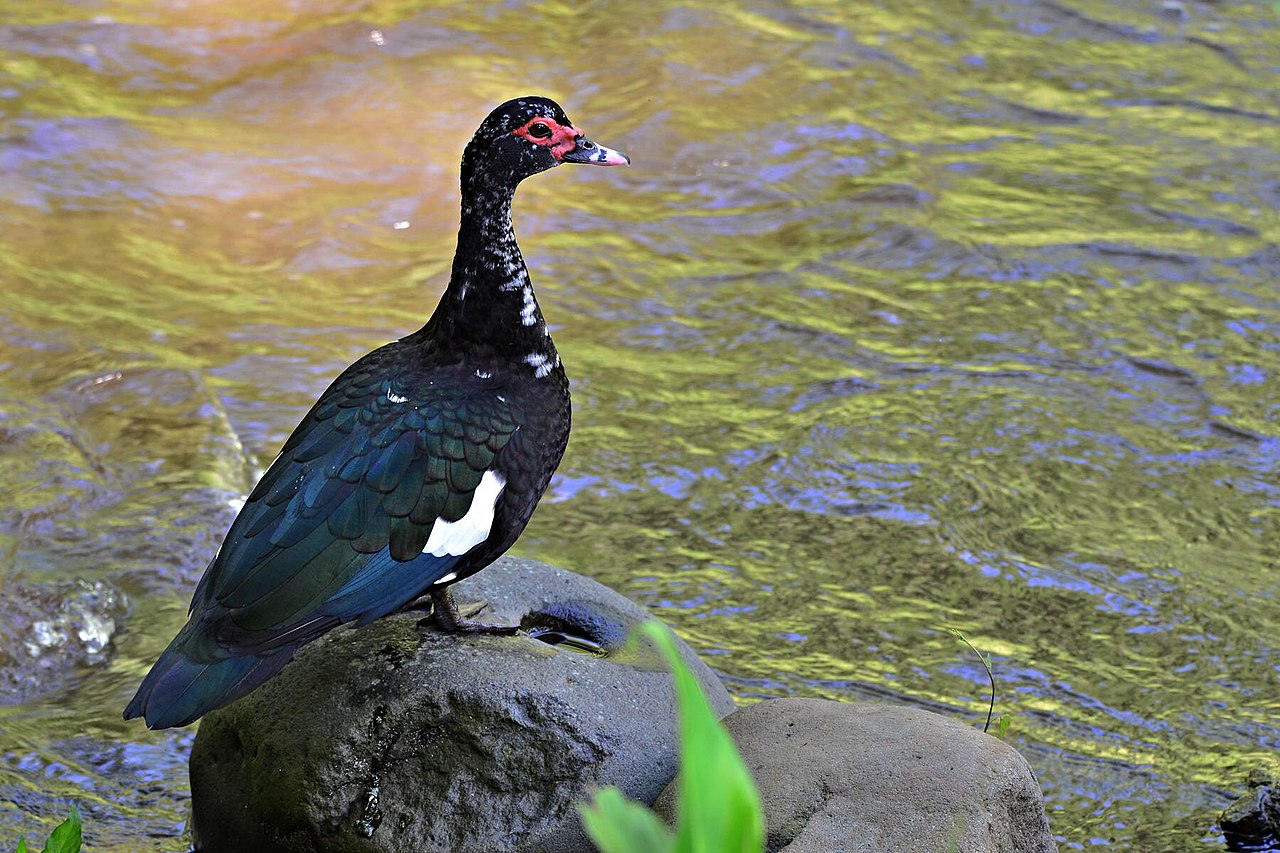 Rața Muscovy (Cairina moschata), o pasăre din regiunile tropicale