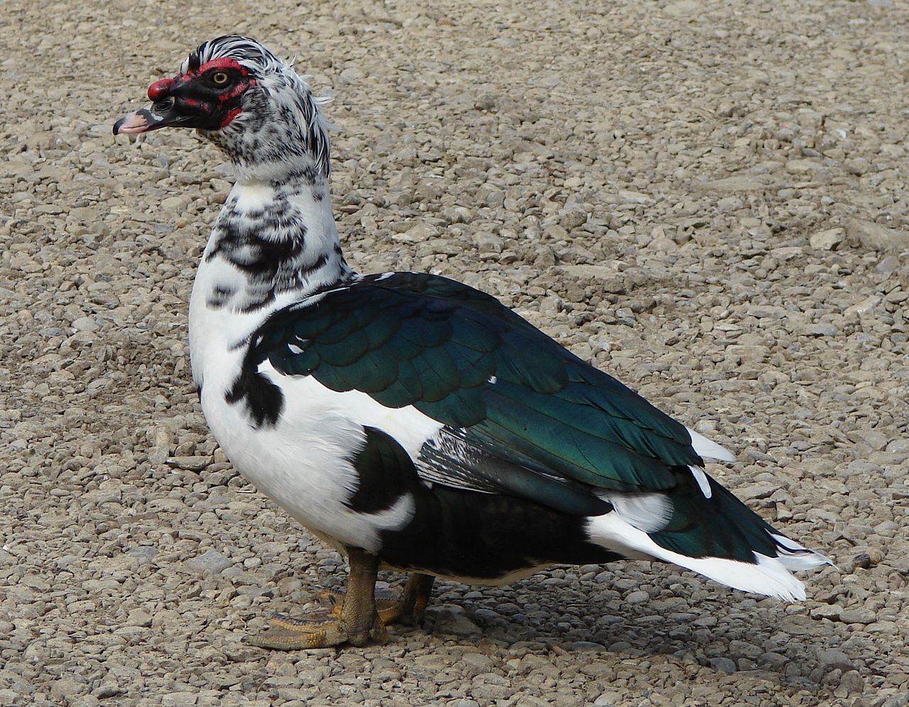 Rața Muscovy