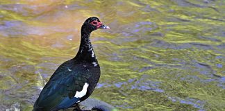 Rața Muscovy (Cairina moschata), o pasăre din regiunile tropicale