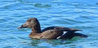 Rața catifelată (Melanitta fusca), o pasăre de apă cunoscută