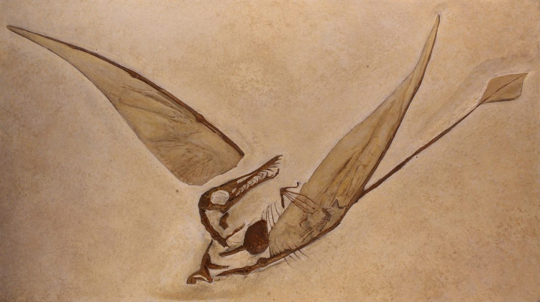 Rhamphorhynchus, dinozaurul zburător descoperit în Germania
