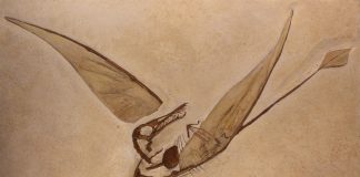 Rhamphorhynchus, dinozaurul zburător descoperit în Germania