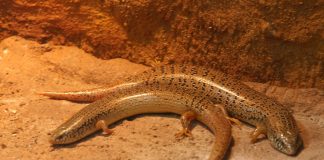 Scincida cu ochi (Chalcides ocellatus), o specie de șopârle în solurile nisipoase