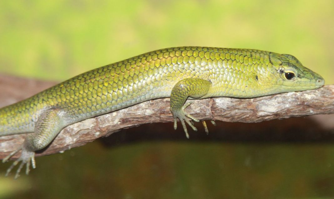 Scincida smarald de copac (Lamprolepis smaragdina), o șopârlă cu un colorit verde strălucitor