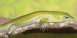 Scincida smarald de copac (Lamprolepis smaragdina), o șopârlă cu un colorit verde strălucitor