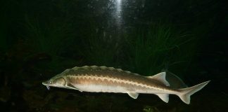 Sip (Acipenser sturio), sturionul din Oceanul Atlantic