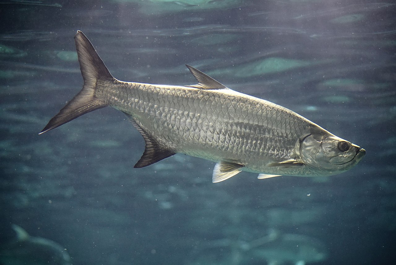 Specii de pești din Oceanul Atlantic - Tarponul (Megalops atlanticus)