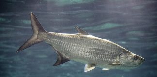Specii de pești din Oceanul Atlantic - Tarponul (Megalops atlanticus)