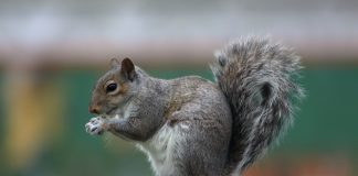 Specii de rozătoare arboricole, veverița din Carolina (Sciurus carolinensis)