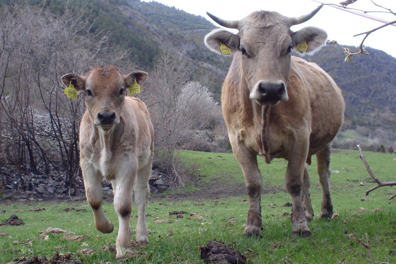 Vaca si vitel, Foto: en.wikipedia.org