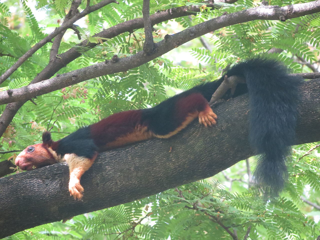 Veverița uriașă indiană (Ratufa indica) din pădurile tropicale