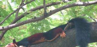 Veverița uriașă indiană (Ratufa indica) din pădurile tropicale